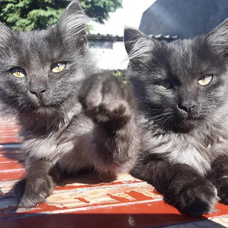 Prázdninový dům Ubytování u Machalů Leskovec Nad Moravici